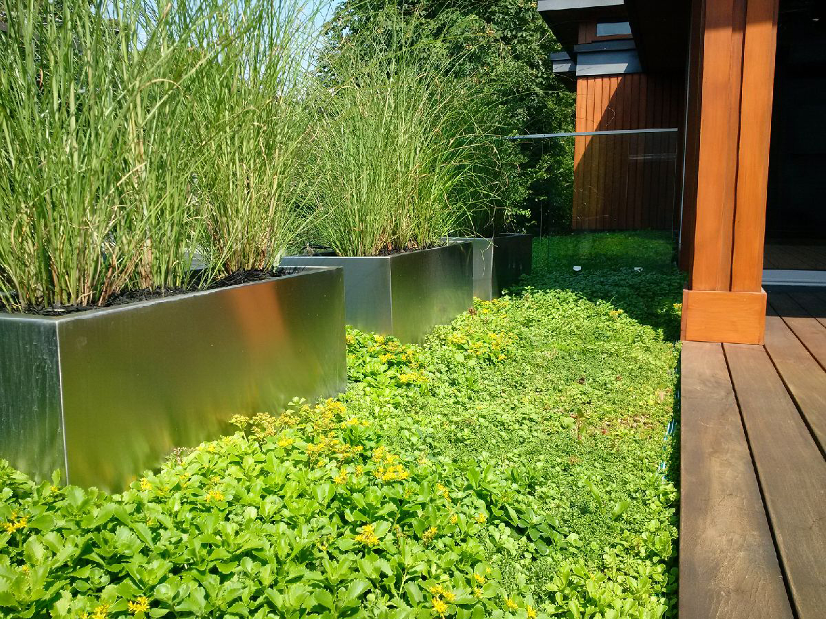 green roof grasses and sedum