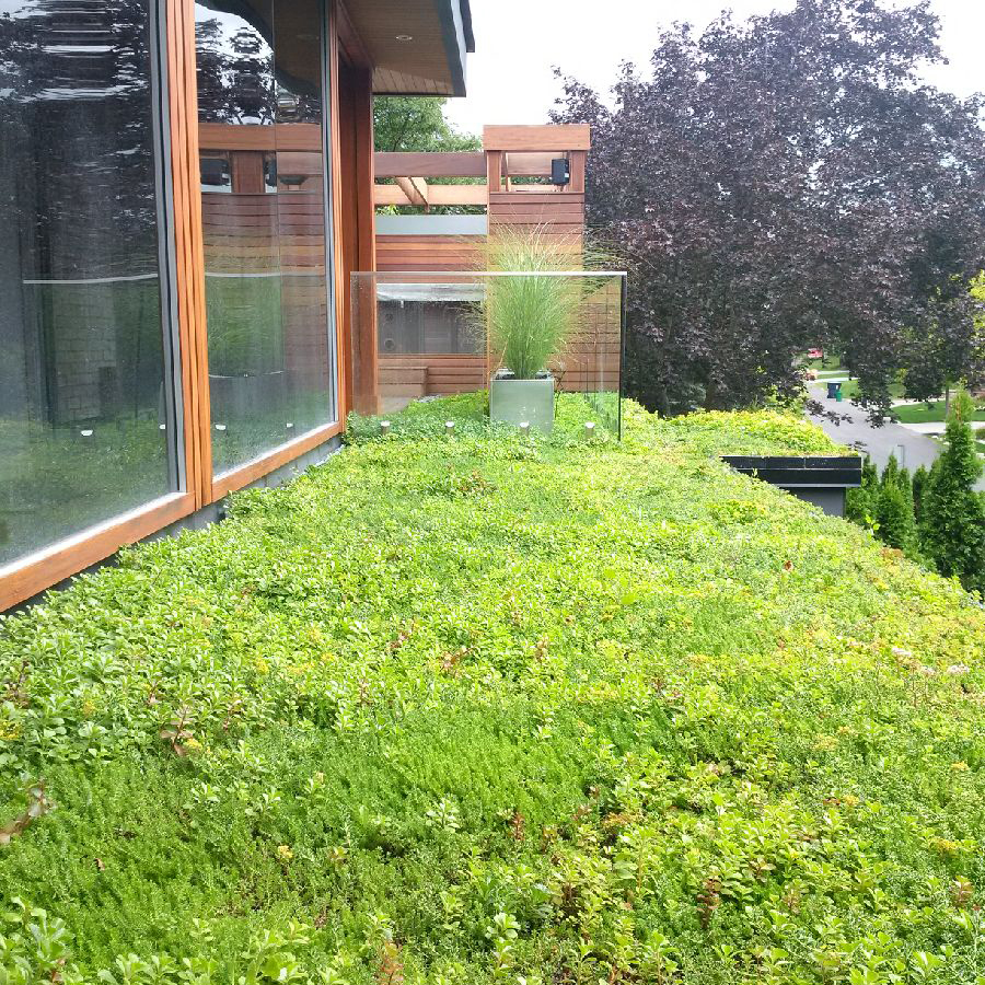 green roofs toronto