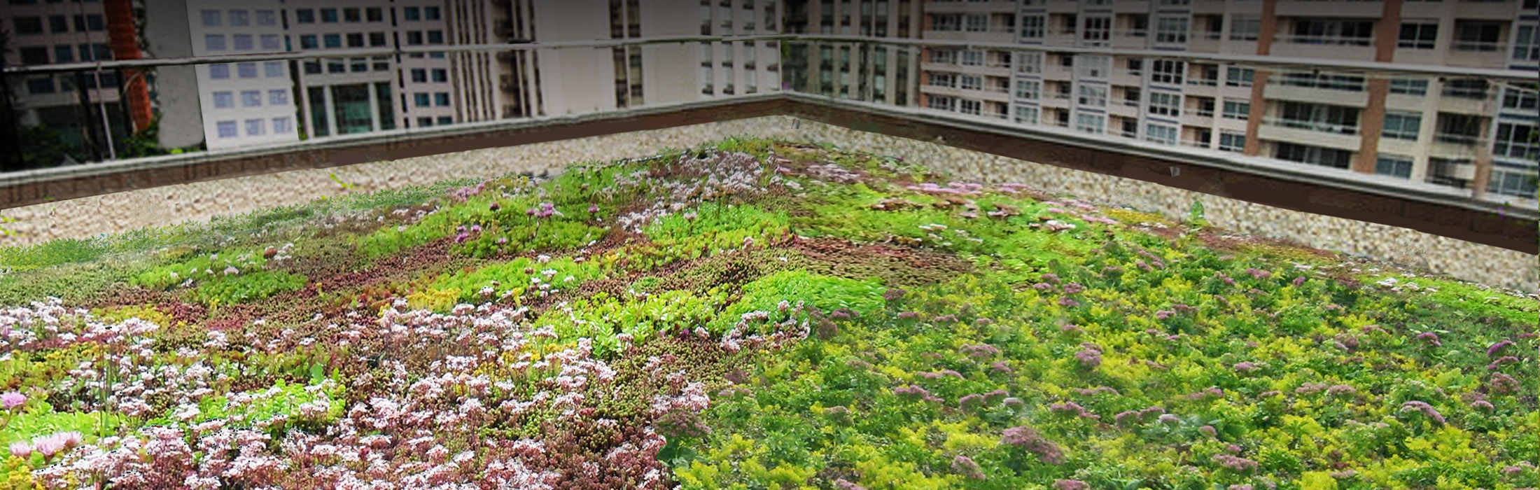 green roof toronto